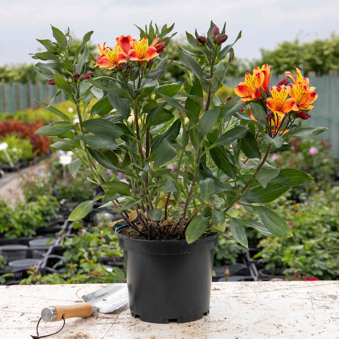 Alstroemeria 'Indian Summer'