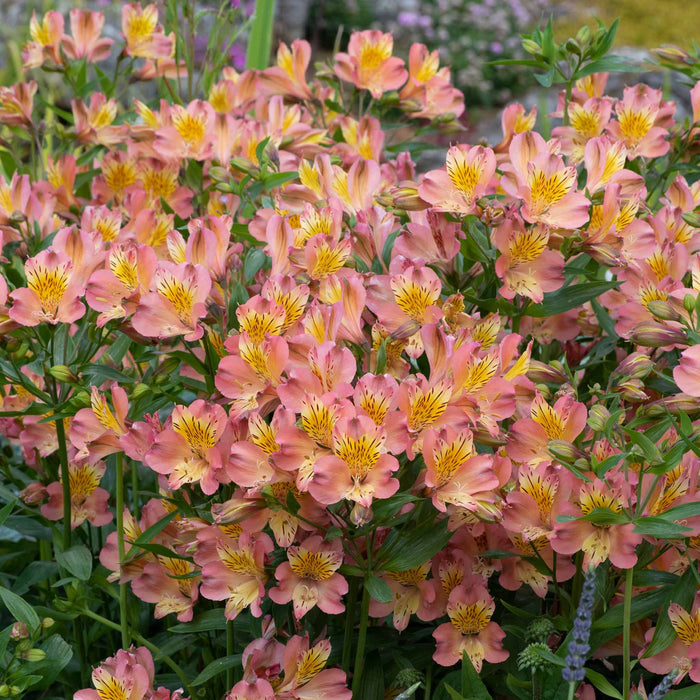 Alstroemeria 'Summer Rose'