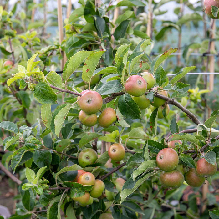 Apple 'Worcester Pearmain'