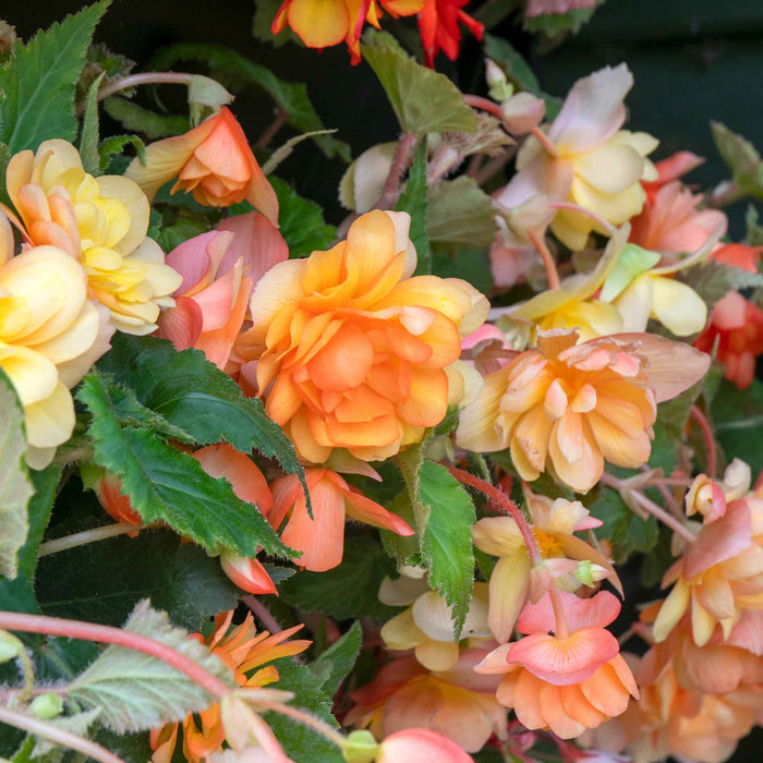 Begonia 'Illumination Apricot Shades'