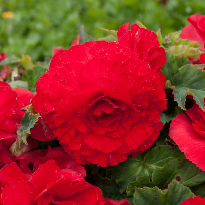 Begonia 'Majestic Red'