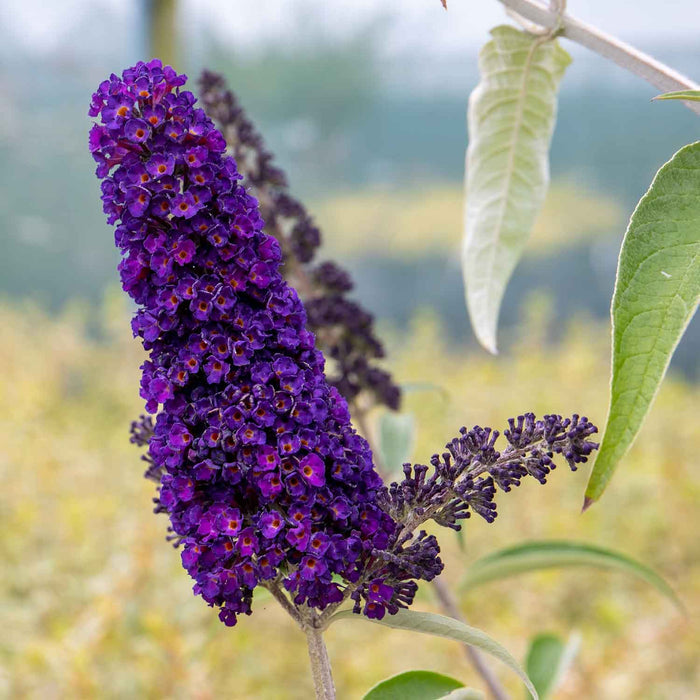 Buddleja 'Davidii Black Knight'