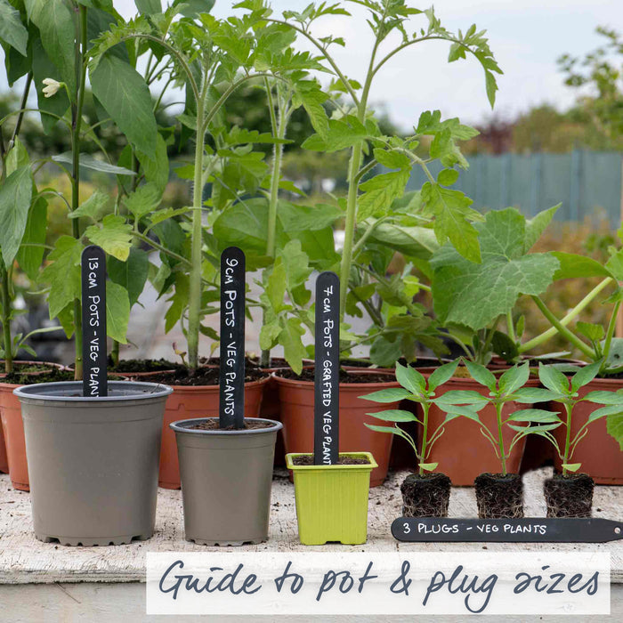 Chilli Plant 'Red Drop'