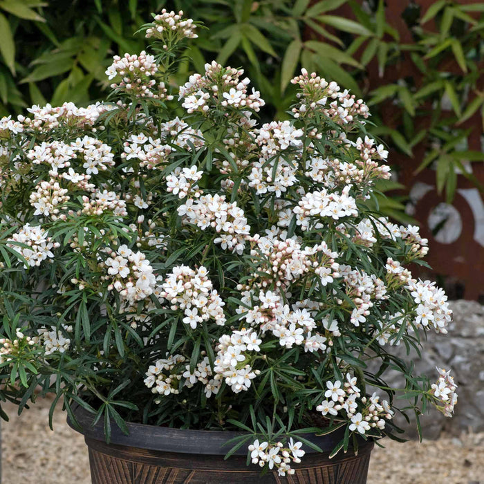 Choisya 'Scented Gem'