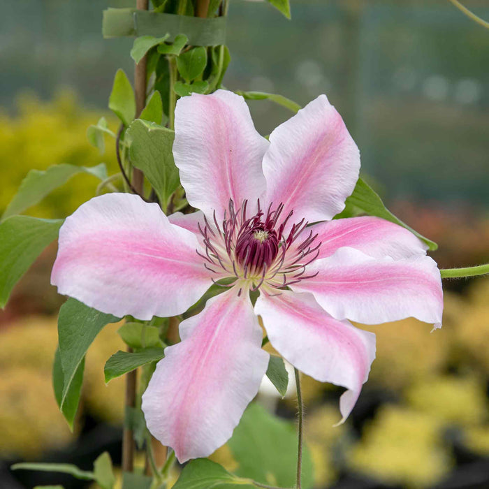 Clematis 'Nelly Moser'