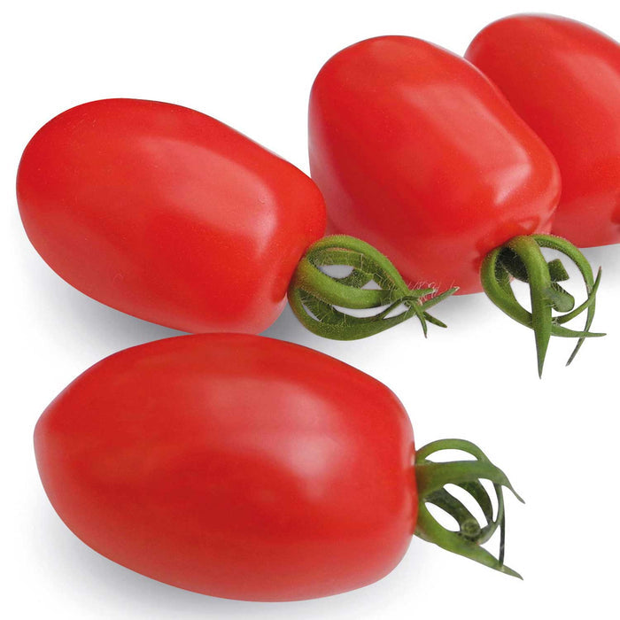 Cordon Tomato Seeds Organic 'Monterrey' F1