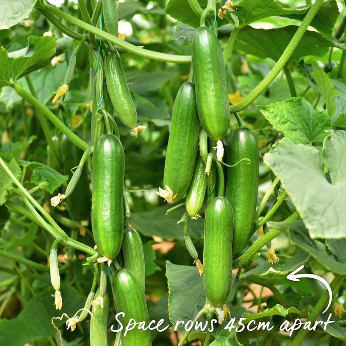 Cucumber 'Mini Munch'