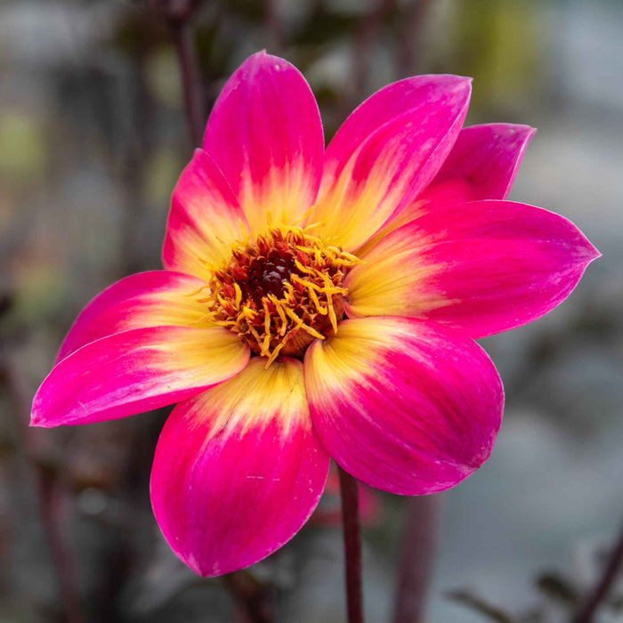 Dahlia Mystic Collection