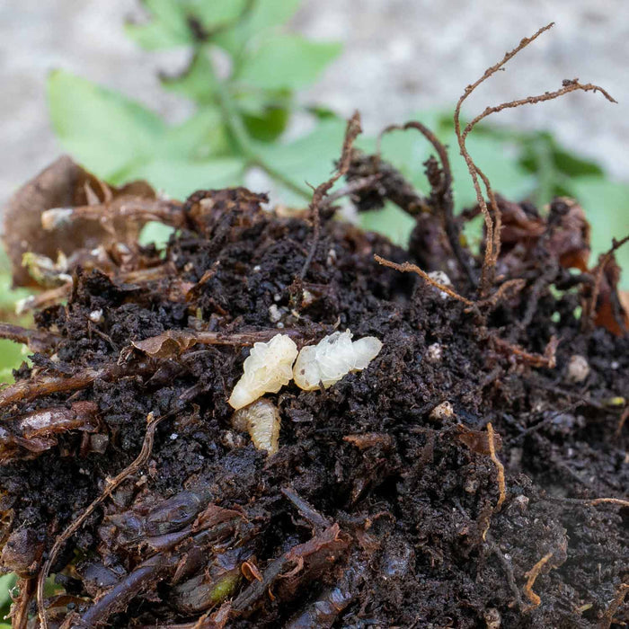 DragonFli Vine Weevil Killer - 100m2