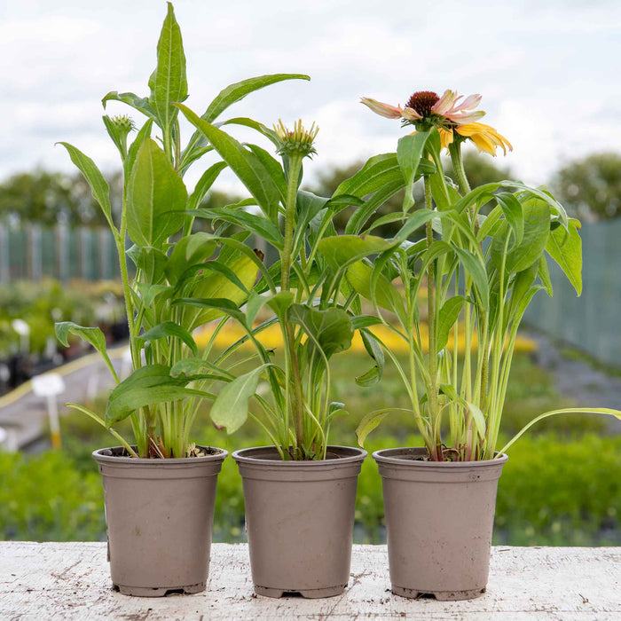 Echinacea Unica 'Orange Purple'