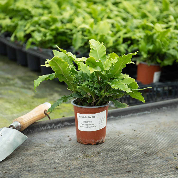 Fern 'Asplenium Scolopendrium'
