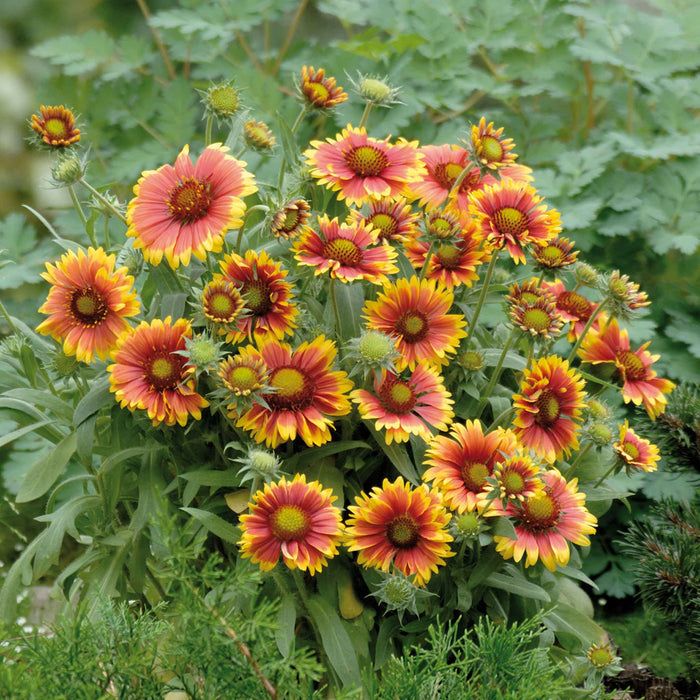 Gaillardia 'Arizonia Sun'