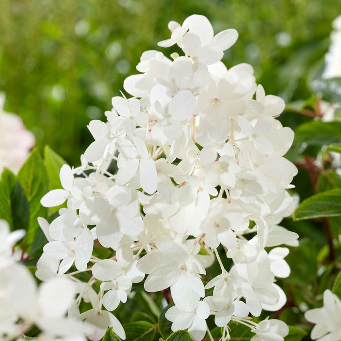 Hydrangea 'Groundbreaker Blush'