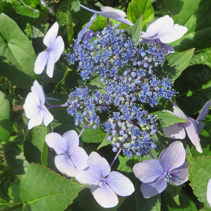 Hydrangea macrophylla 'Mariesii Perfecta'