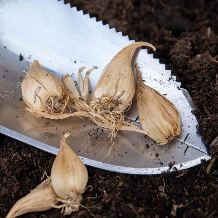 Garlic bulbs on a metal tool with soil in the background