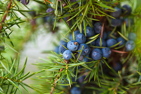Juniper Breeze Fragrance Oil 15696
