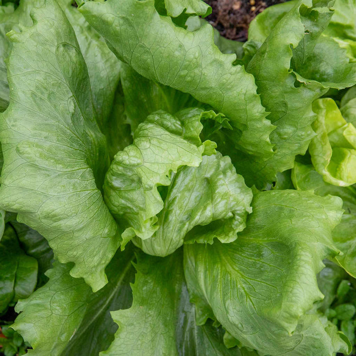 Lettuce 'Saladin'