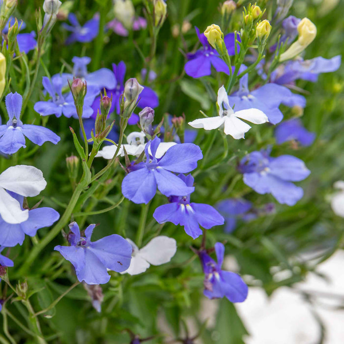 Lobelia 'Wonderfall Mixed'