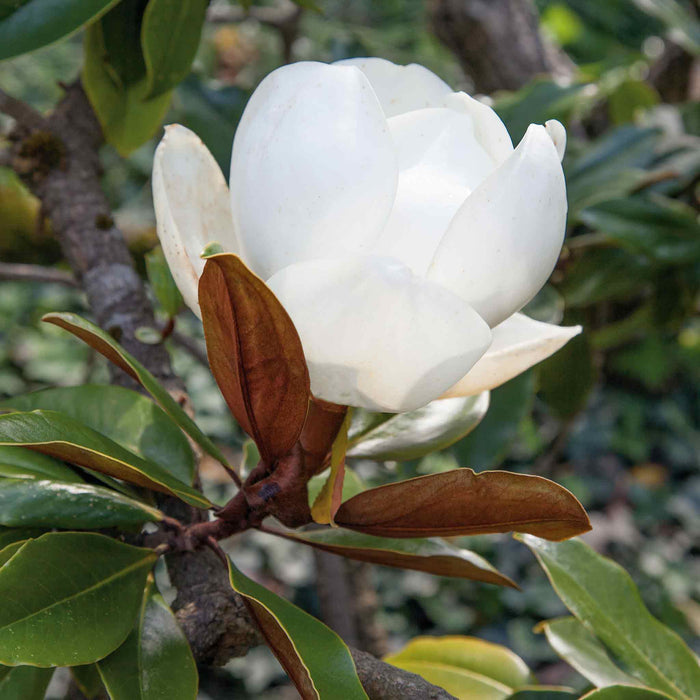 Magnolia 'Little Gem'