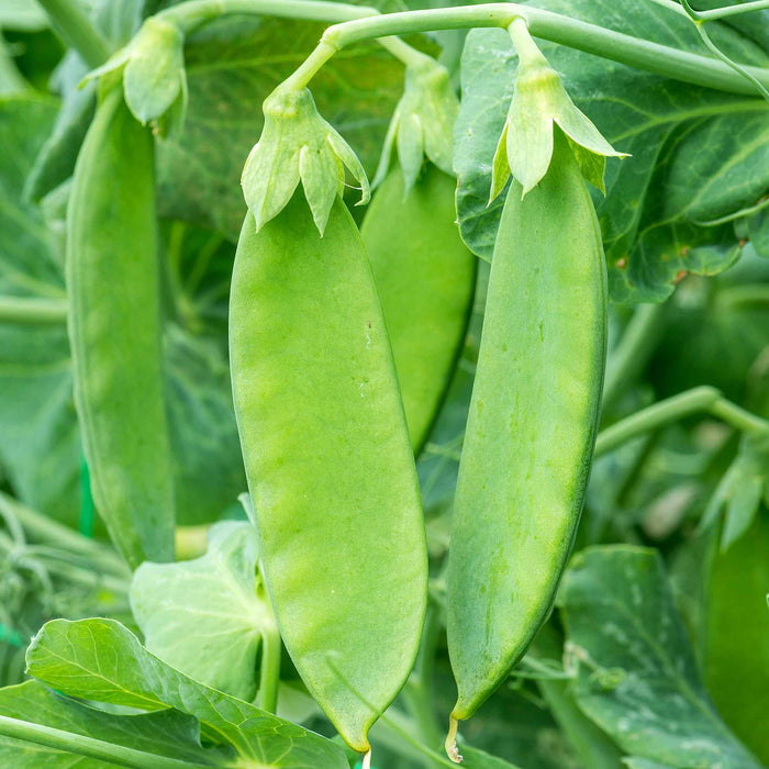 Mangetout Pea 'Snow Wind'