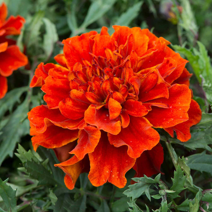 Marigold 'Fireball'