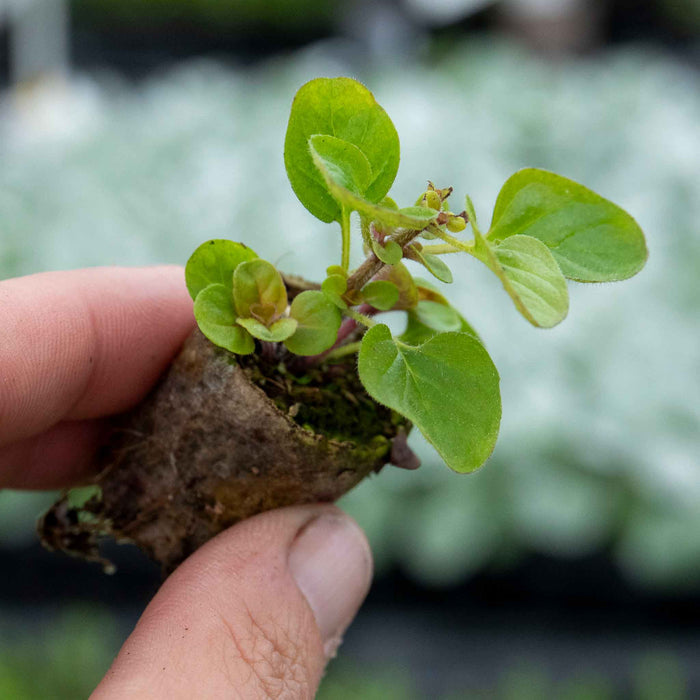 Oregano 'Arueum Gold'