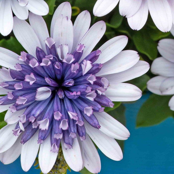 Osteospermum Dalina 'Double Blue Ice'