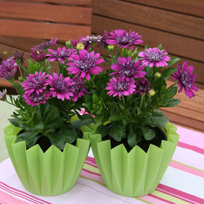 Osteospermum Dalina 'Double Purple'