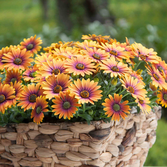 Osteospermum 'Single' Collection