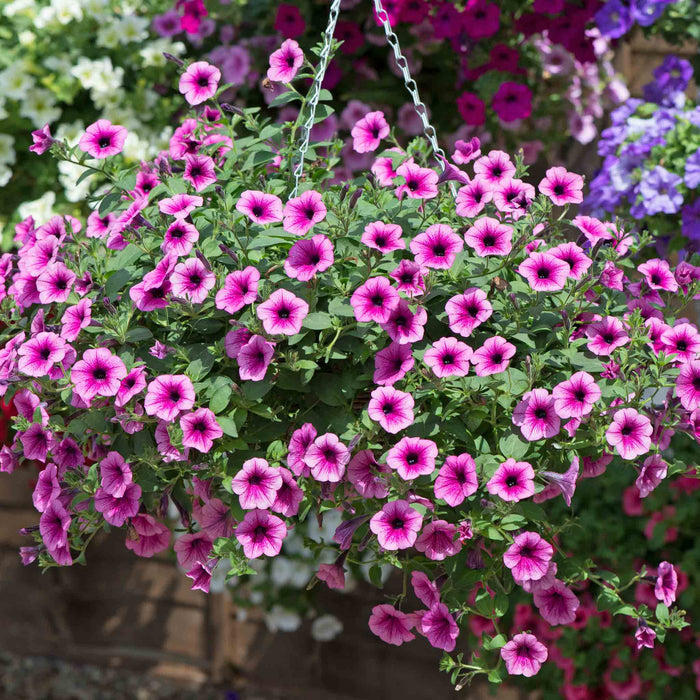 Petunia Surfinia Collection