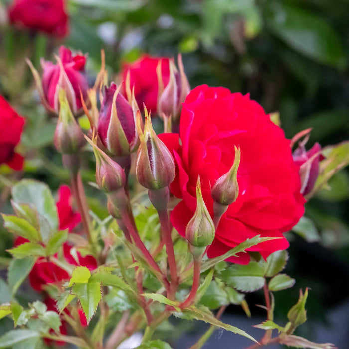 Rose ‘Raspberry Royale’ (Patio Rose)
