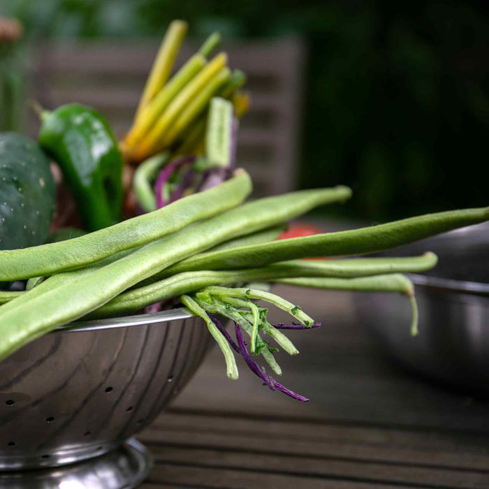 Runner Bean Seeds 'Guinness Record'