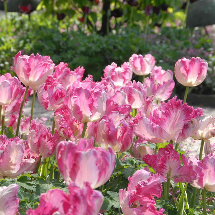 Tulip 'Silver Parrot'