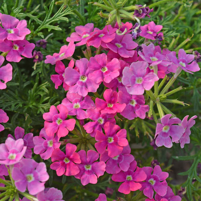 Verbena Collection