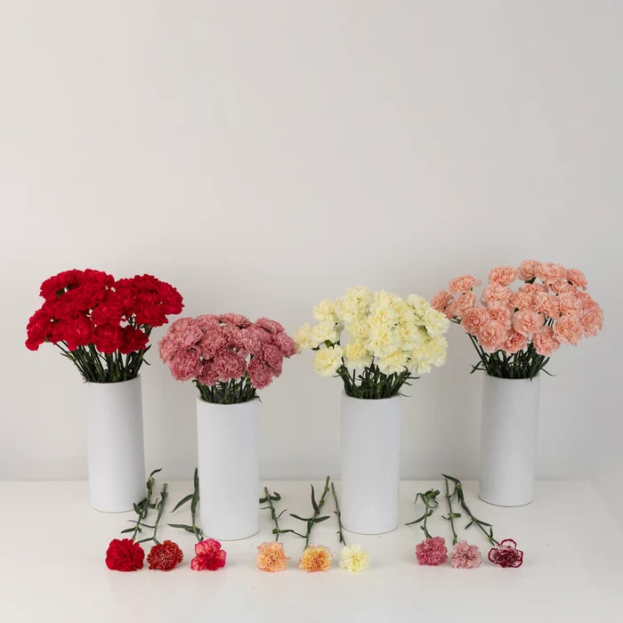 100 Carnations For Mother's Day Apron - Image