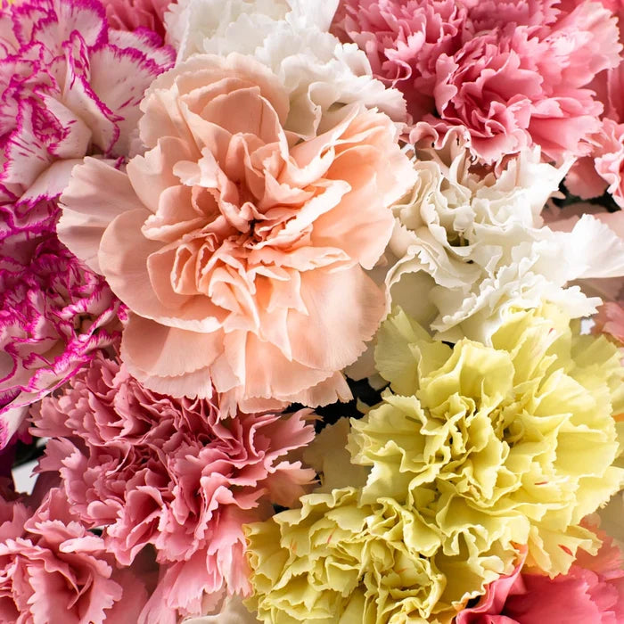 Pink Carnation Flower Up Close