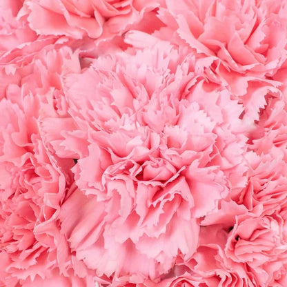 Red Carnations Flower Up Close