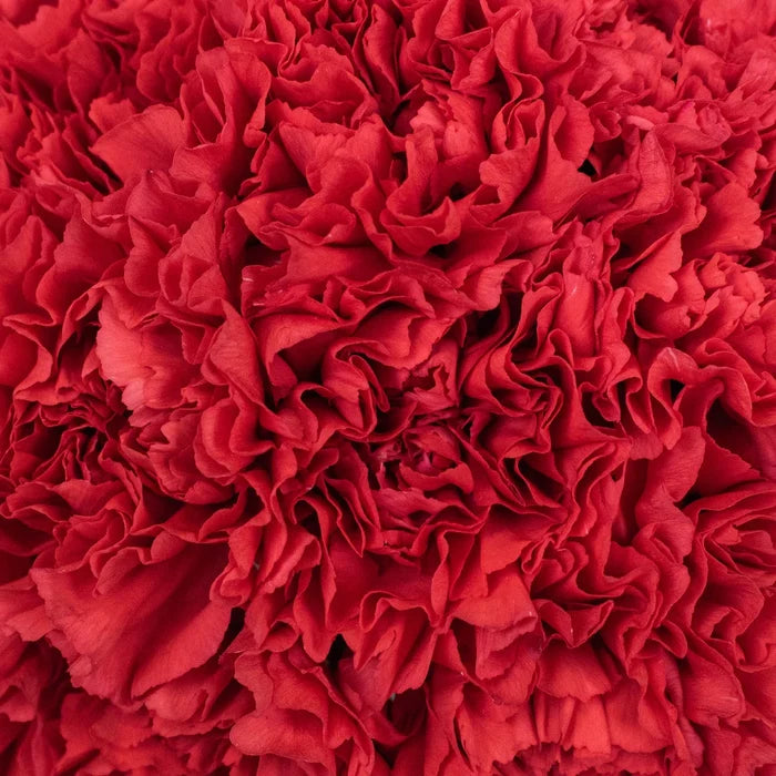 Pastel Carnation Flower Up Close
