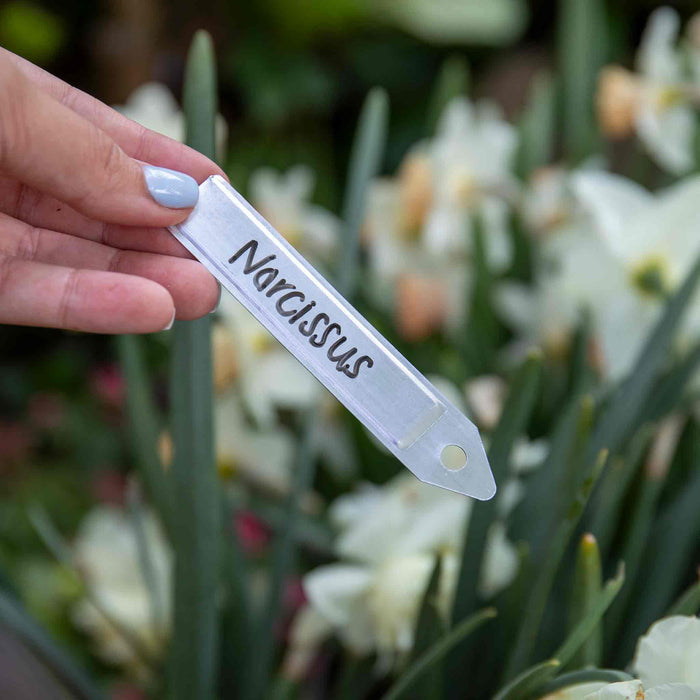 Hand holding a 'Narcissus' plant label in front of daffodils