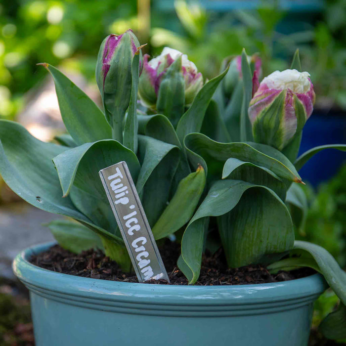 Potted tulip plant with 'Ice Cream' variety label in a garden setting