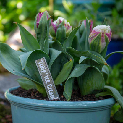 Potted tulip plant with 'Ice Cream' variety label in a garden setting