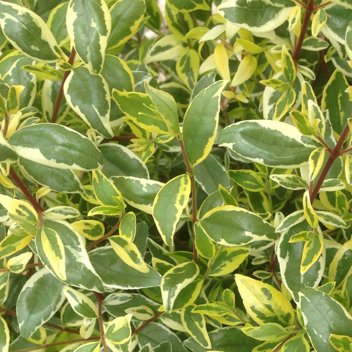 Abelia 'Radiance'