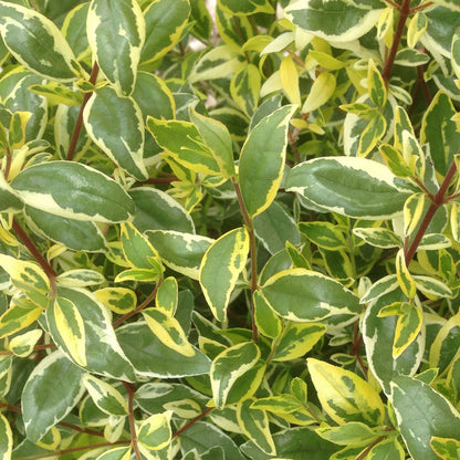 Abelia 'Radiance'