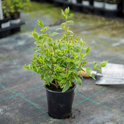 Abelia 'Radiance'