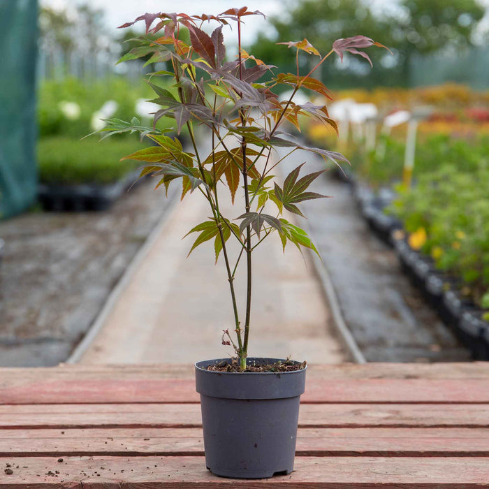 Acer palmatum 'Atropurpureum'