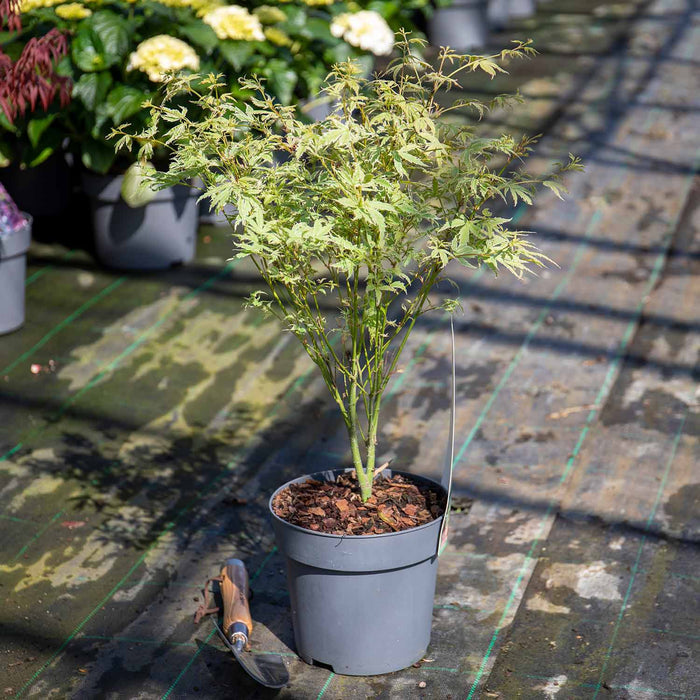 Acer palmatum 'Butterfly'