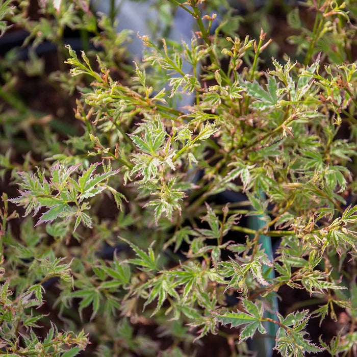 Acer palmatum 'Butterfly'