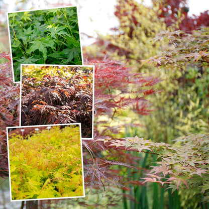 Collage of Japanese maple leaves in various colors with a blurred background.