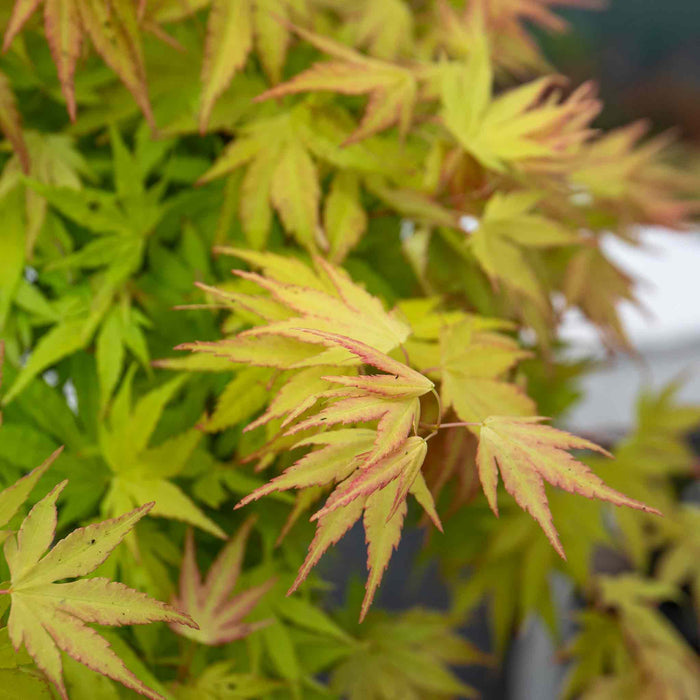 Acer palmatum Collection