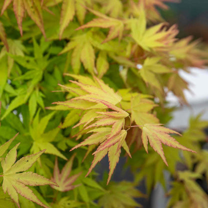 Acer palmatum Collection